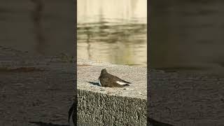 Common Sandpiper is chilling  Кулікперавозчык адпачывае nature urbanbirding birdlover wildlife [upl. by Nevla462]