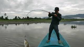 Topwater Papuan Black Bass Fishing Again with Gong Lei [upl. by Wymore]