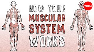 How your muscular system works  Emma Bryce [upl. by Hughes555]