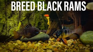 Breeding Black Rams [upl. by Hellman756]