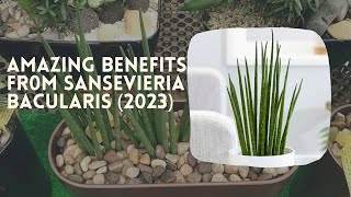 Amazing Benefit From Sansevieria Bacularis 2023 [upl. by Lizbeth]