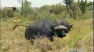 Buffalos Attack Lions هجوم الاسد على الجاموس [upl. by Trela]