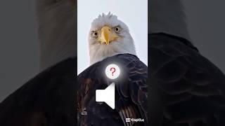 👺 Flying birds sound like dangerous 🤯 ytshortsvideo shortsviral shorts facts [upl. by Anileve]