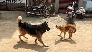 Dog Fight over Female  Angry German Shepherd  Dannys Attitude [upl. by Nealon]