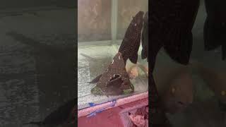 What happened to my Oscar fish 😨😱😰😥 viralvideo shorts [upl. by Audy]