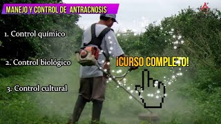 4 CURSO COMPLETO IDENTIFICACIÓN MANEJO Y CONTROL DE ANTRACNOSIS EN CÍTRICOS [upl. by Chil]