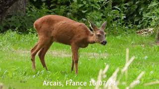 Roe deer Arcais 160724 [upl. by Yawnoc]