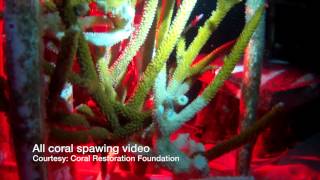 Fincasters Episode 24 Coral Spawning Event Best in Years [upl. by Rizzi]