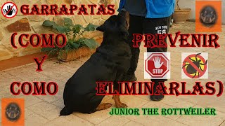 quotSTOP GARRAPATASquot como prevenir y eliminarlas quotJUNIOR THE ROTTWEILERquot [upl. by Halladba126]