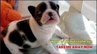 Tiny Frenchie is upset and screaming because his mother wont take him out to sunbathe [upl. by Radloff]