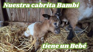 Bambi vuelve a ser mama Os presento a Pluja [upl. by Naenaj]