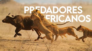 PREDADORES AFRICANOS  DOCUMENTÁRIO  VIDA SELVAGEM [upl. by Rozanna]