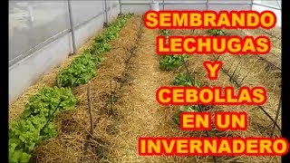 CULTIVO DE LECHUGA Y CEBOLLA EN INVERADERO  QUE MARAVILLOSA EXPERIENCIA [upl. by Linehan]