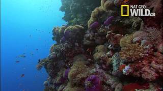 Desert Seas Narrated by David Attenborough  National Geographic Wild UK [upl. by Aninahs]