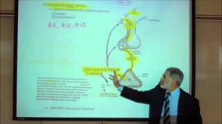 ADRENOCORTICOTROPIN ACTH amp THE REGULATION OF CORTISOL by Professor Fink [upl. by Naujat]