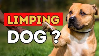 Why Is Your Dog Limping Natural Remedies to Help [upl. by Cacia]