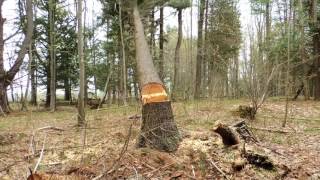 A Timber Frame Vlog 10 Wannabe Logger Harvesting Timbers [upl. by Llirret]