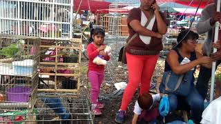 Mercado de animales en Chalco [upl. by Darrick857]