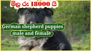 german shepherd puppies price in sri lank  2024  sinhala  jarman shep dog price  new pet LK [upl. by Yema509]