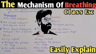 The Mechanism Of Breathing  Inspiration  Expiration  Class 11 Biology [upl. by Ayad]