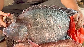 BIG TILAPIA FISH CUTTING SKILLS  Amazing Fish Cutting Skills  FishCuttingMarket [upl. by Eelyam]