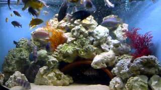 Malawi cichlids setup feeding trigon 350 tank [upl. by Cloutman485]