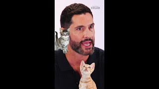 The Tom Ellis Kitten interview drops tomorrow 🐈 ⏰ [upl. by Kcirre]