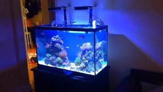 29 Gallon Nano Reef Tank 45 Second Update  Sump Is Running [upl. by Llennhoj]