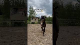 Er ist einfach so süß lusitano training hengst buckskin [upl. by Nuahsar]