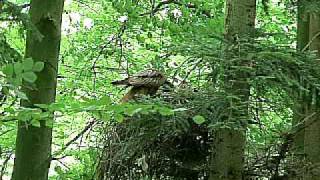 Rotmilan füttert Junges  Kite feeding its nestling [upl. by Suirada]