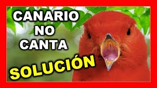 🐦 MÚSICA PARA CANARIOS Profesional🚀 🐦Mejorar y Estimular canto canarios 😱 FUNCIONA canarios [upl. by Shaner190]