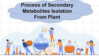 Secondary Metabolite Isolation From Plant [upl. by Tammany]