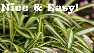 How To Propagate Spider Plants [upl. by Kurtis]