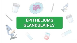 HISTOLOGIE🔬 ÉPITHÉLIUMS GLANDULAIRES  1ÈRE ANNÉE 🩺🦷💊 [upl. by Knarf]