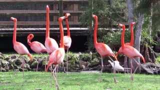 A group of flamingos in action in Homosassa Springs Wildlife State Park in Florida [upl. by Garlan]