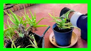 How to Repot an Aloe Vera Plant Repotting Aloe Vera Plant [upl. by Neelsaj419]