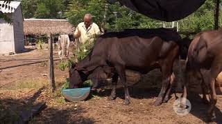 En el trópico bajo sí se puede el doble ordeño  La Finca de Hoy [upl. by Benilda667]