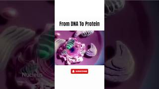 From DNA to Protein Understanding the Central Dogma of Life  Transcription amp Translation Explained [upl. by Nay564]