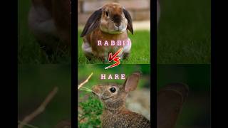 Hare Raising Differences The Truth About Rabbits and Hares [upl. by Merrick531]