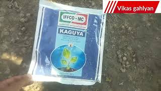 iffco kaguya fungicide  carbendazim 12  mancazeb 63 wp  kaguya fungicide [upl. by Anitsirhk]