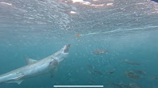 Great White Sharks New Zealand Bluff unedited [upl. by Siffre]