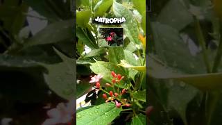 Jatropha plant  After rain  Raindrops like pearls [upl. by Enenaej]