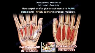 Interosseous Muscles Of The Hand Anatomy  Everything You Need To Know  Dr Nabil Ebraheim [upl. by Lipson]