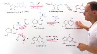 Purine Synthesis [upl. by Adamski]