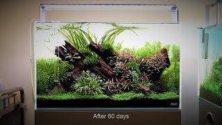 Nature Aquarium Aquascape Tutorial Step by Step ADA 60p at Aquarium Gardens [upl. by Heurlin171]