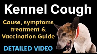 Kennel Cough in dogs Causes Symptoms treatment and Vaccination Guide [upl. by Nylehtak]