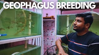 Mastering Geophagus Breeding Techniques [upl. by Atsocal]