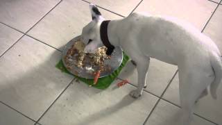 Hund frisst Barf Hundetorte [upl. by Anaiad]