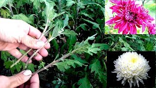 How to grow chrysanthemums from cutting  easy way 100 root [upl. by Trudie35]