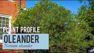 Nerium Oleander Plant Profile [upl. by Oberheim246]